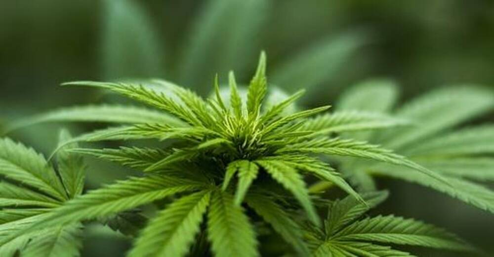 Aurora Cannabis (ACB, $6.85) misses fiscal Q3 expectations