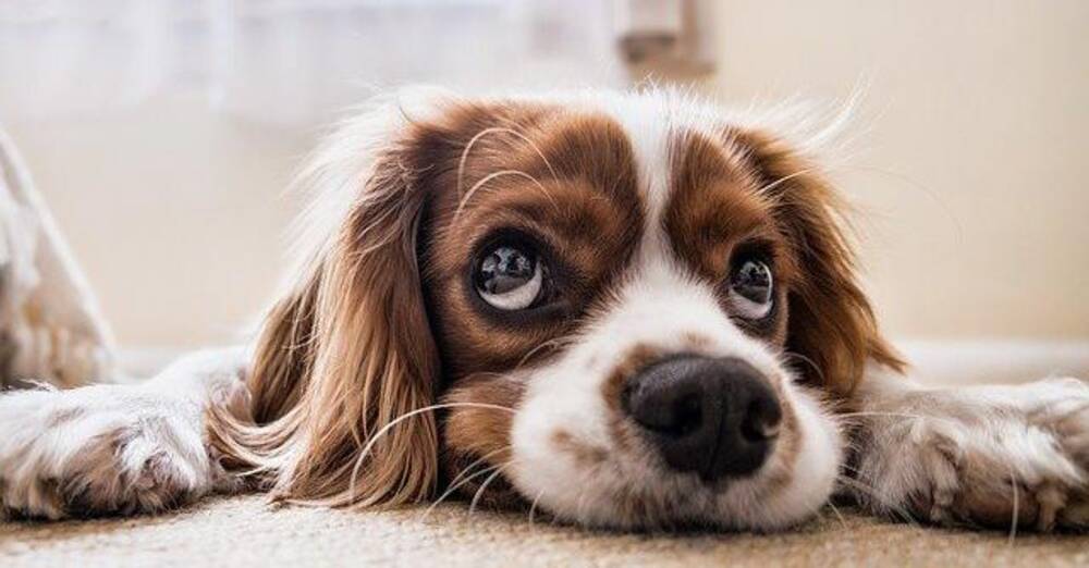 Chewy(CHWY, $42.78) misses Q4 expectations