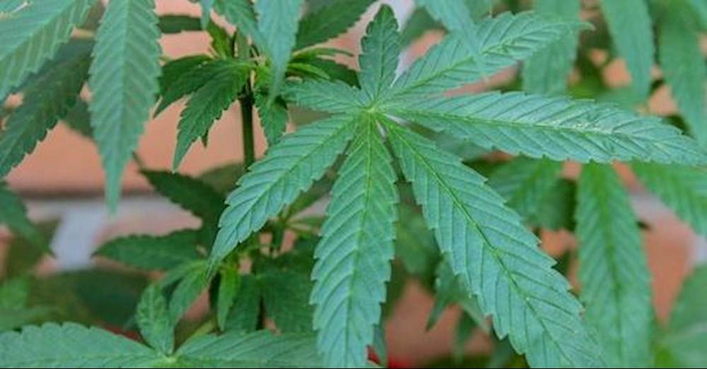 Canopy Growth (CGC, $36.12) got a rating downgrade from Jefferies